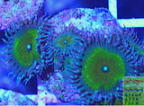 Nuclear Palythoa Coral Frag