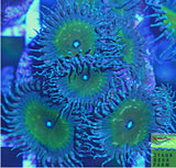 Nuclear Palythoa Coral Frag