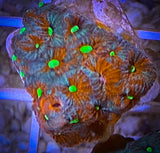 War Coral Favia