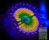 Rainbow Infusion Zoanthid polyp