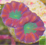 Candy Cane Trumpet Coral (one head)