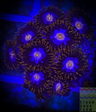 Mystique Zoanthid Polyp