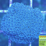 Blue Snowflake