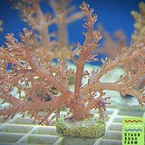 Kenya Tree Coral