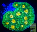Raja Rampage Chalice Coral frag
