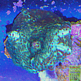 Painted Green Discosoma Mushroom Coral