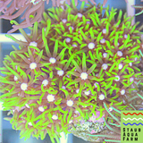 Bright Green Star Polyp, GSP