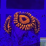 Orange Oxide Zoanthid Polyp