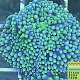 Green Ricordia mushroom coral