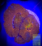 Ultra Acan (per polyp)