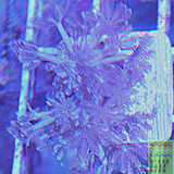 Pulsing Xenia