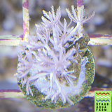 Pulsing Xenia