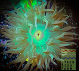 Duncan Coral Frag (per head)