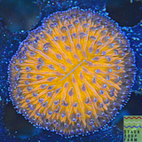 Orange Fungia Plate Coral