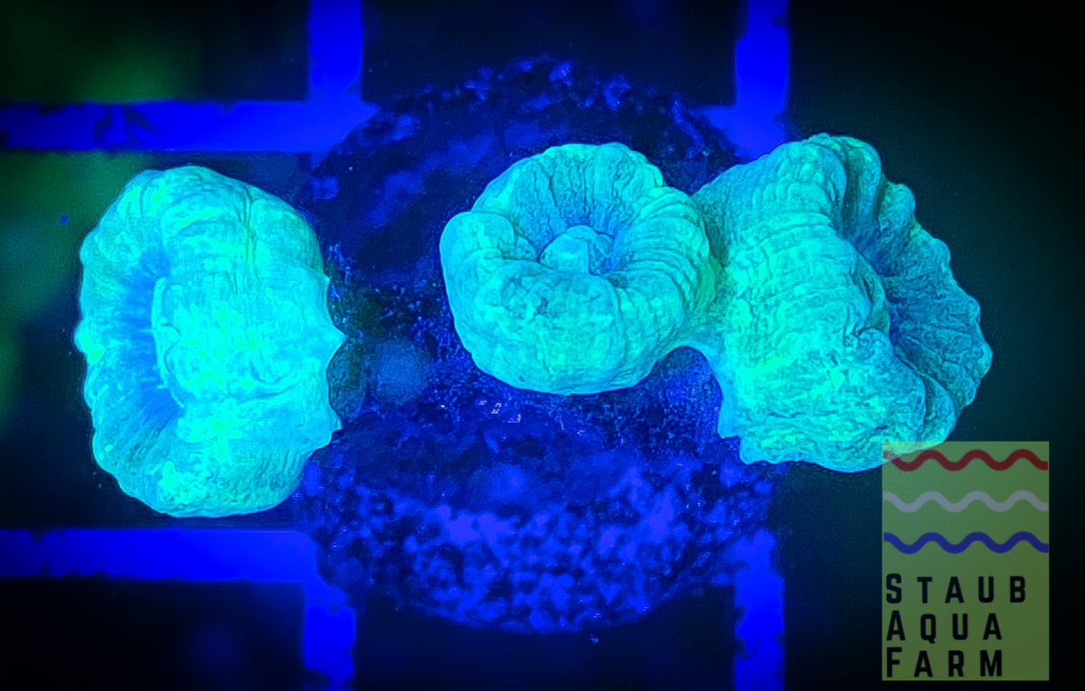 Kryptonite Trumpet Coral (per head) – Staub Aqua Farm LLC