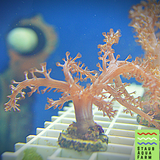 Kenya Tree Coral