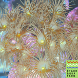Yellow Coral Polyps