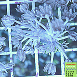 Pulsing Xenia