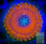 Single Blood Oath Zoanthid polyp