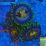 Nirvana Palythoa Coral Frag