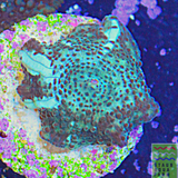 Painted Green Discosoma Mushroom Coral