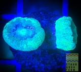 Kryptonite Trumpet Coral (per head)