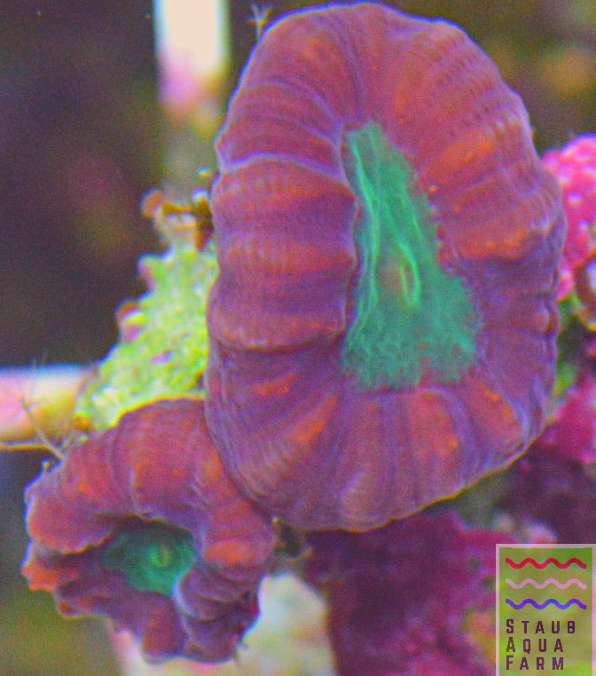 Candy Cane Trumpet Coral (one head) – Staub Aqua Farm LLC