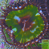 Single Palythoa Grandis Polyp