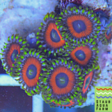 Eagle Eye Zoanthid Cora Frag 5+ Polyps