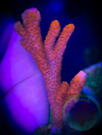 Montipora Digita