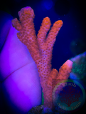 Montipora Digita