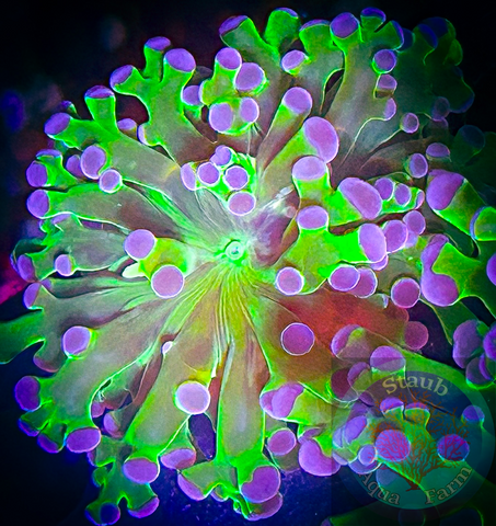Green and Purple Branching Frogspawn Coral