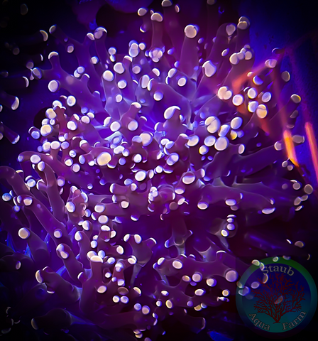 Gold Branching Frogspawn Coral