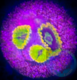 Rainbow Yoda Zoanthid Polyp