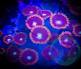 Bozo Birthday Zoanthid Coral Frag