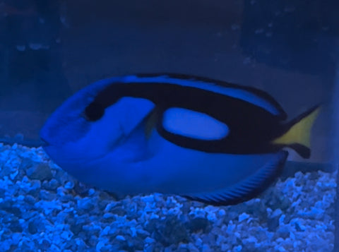 “WYSIWYG” XL Blue Hippo Tang (Quarantined) 6+ inches