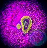 Rainbow Yoda Zoanthid Polyp