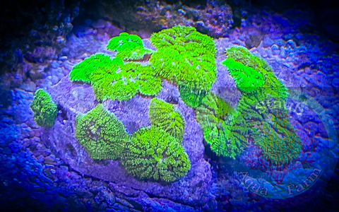 “WYSIWYG” Aussie Neon Green Rhodactis Mushroom coral Rock