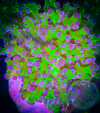 Green and Purple Branching Frogspawn Coral
