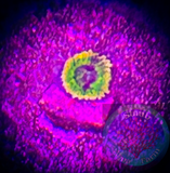 Rainbow Yoda Zoanthid Polyp