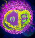 Rainbow Yoda Zoanthid Polyp