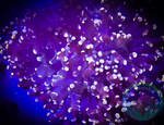 Gold Branching Frogspawn Coral
