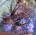 Large lionfish (Quarantined)