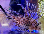 Large lionfish (Quarantined)