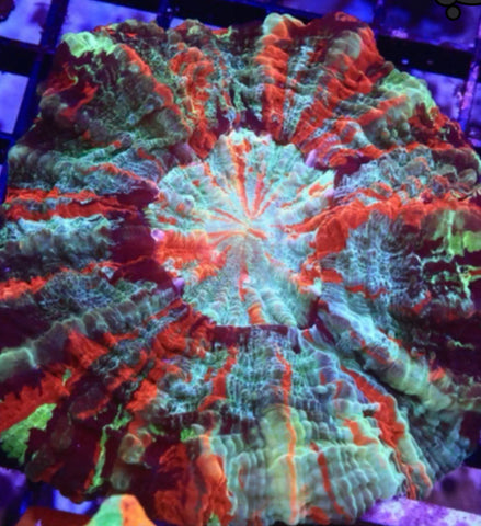 Acanthophyllia Modern Rainbow Splatter Coral “WYSIWYG” 5+ in. In diameter Meat Coral