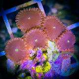 Red People Eater Zoanthid Polyp