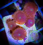 Red People Eater Zoanthid Polyp
