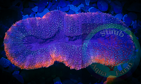 “WYSIWYG” Ultra Lobophyllia Coral