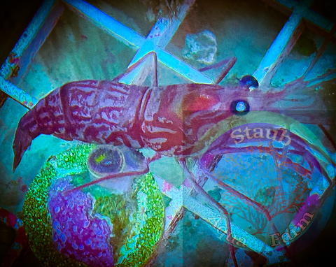 Peppermint shrimp