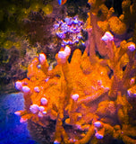 Montipora Digita